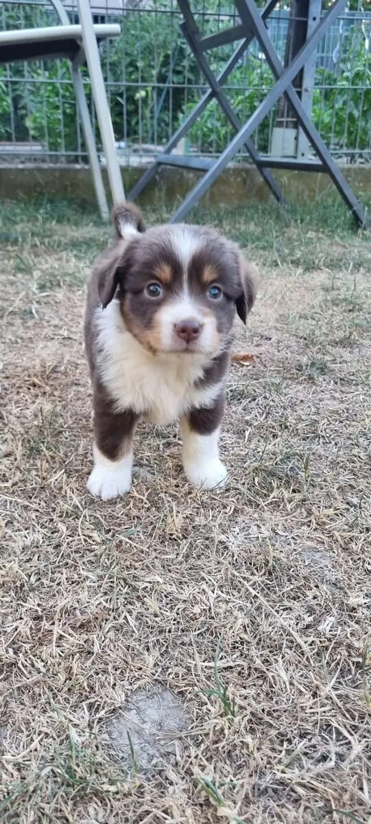 Mini Australian Shepherd schenken dir ihr Herz Auszug ende Juli gallery image 4
