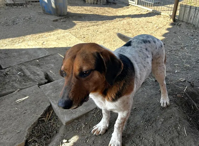 Klecks – Bracke-Beagle Mix – Billede 3