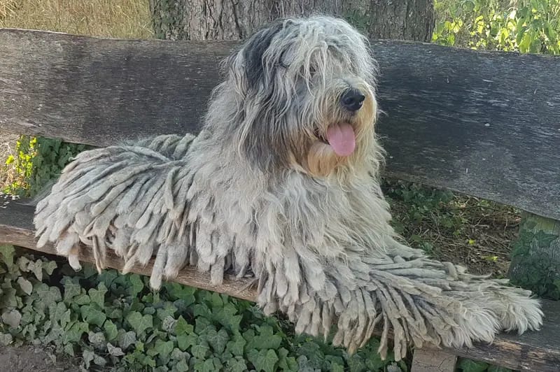 Dr.Pepper Warmwags Bergamasco gallery image 2