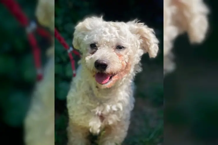 Teddy – Bichon Bolognese-Mischling – Фото 4