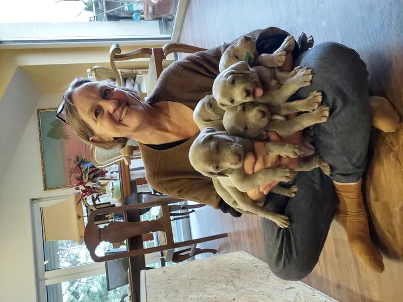 Weimaraner aus der Holzgasse gallery image 3