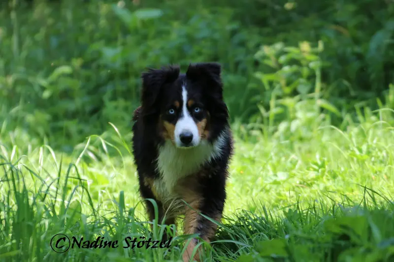 Sunny – Australian Shepherd – Foto 3