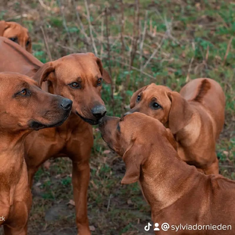 Rhodesian Ridgeback Sonnenhof Dornieden gallery image 4