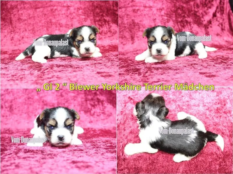 Szczeniak rasy Yorkshire Terrier – Zdjęcie 3