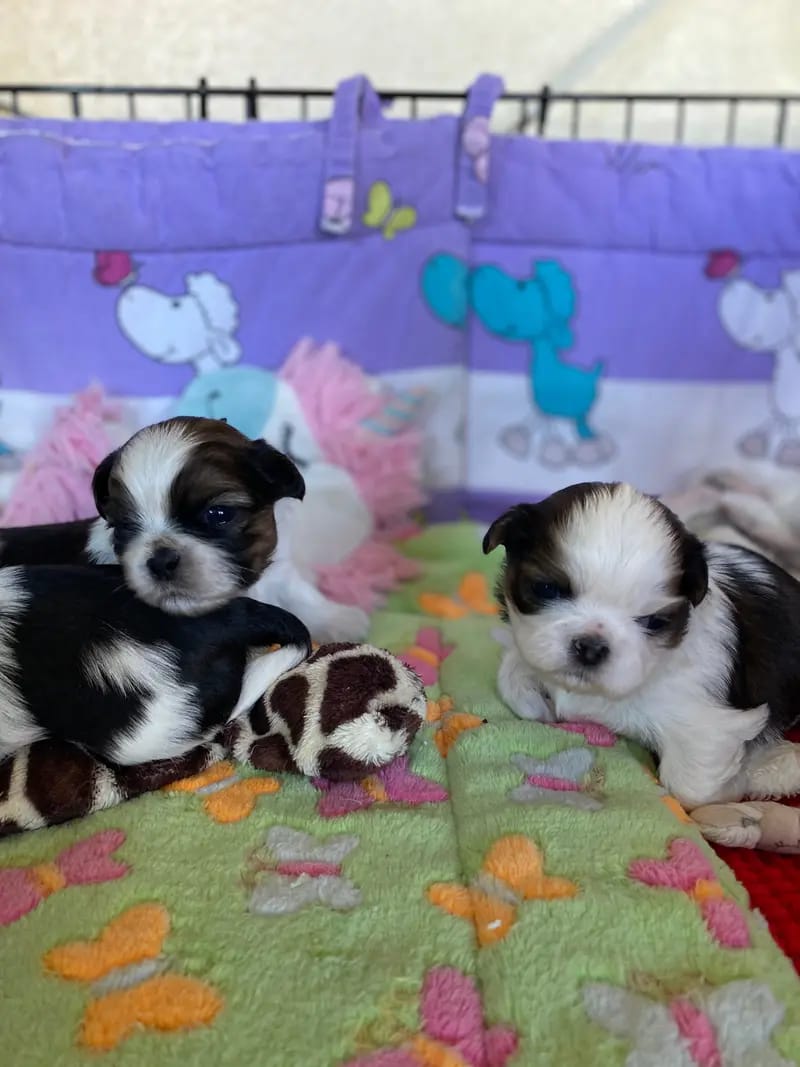 Shih Tzu von Cyname’s gallery image 3