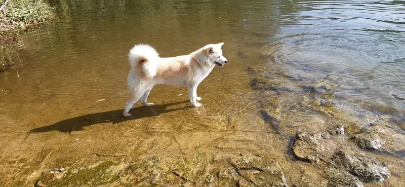 Akitas von den Holledauer Hügeln gallery image 4