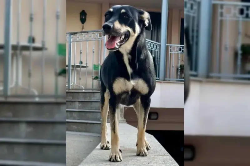 Frieda – Unbekannt – Foto 2