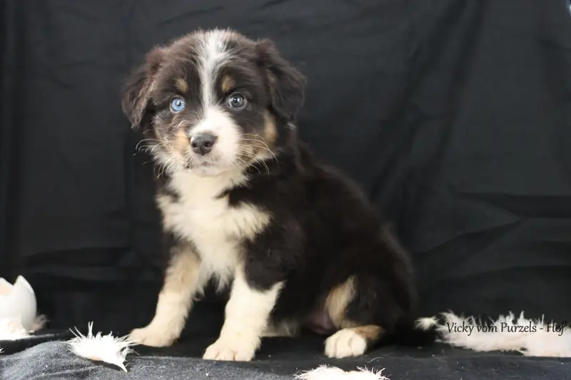 Vicky – Cucciolo di Australian Shepherd – Foto 2