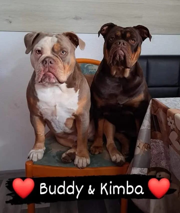 Heartbreaker-Bulldogs Buddy gallery image 3
