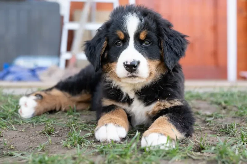 Berner von der Villa Arya main gallery image