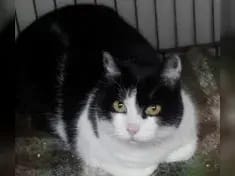 Minou gallery image 3