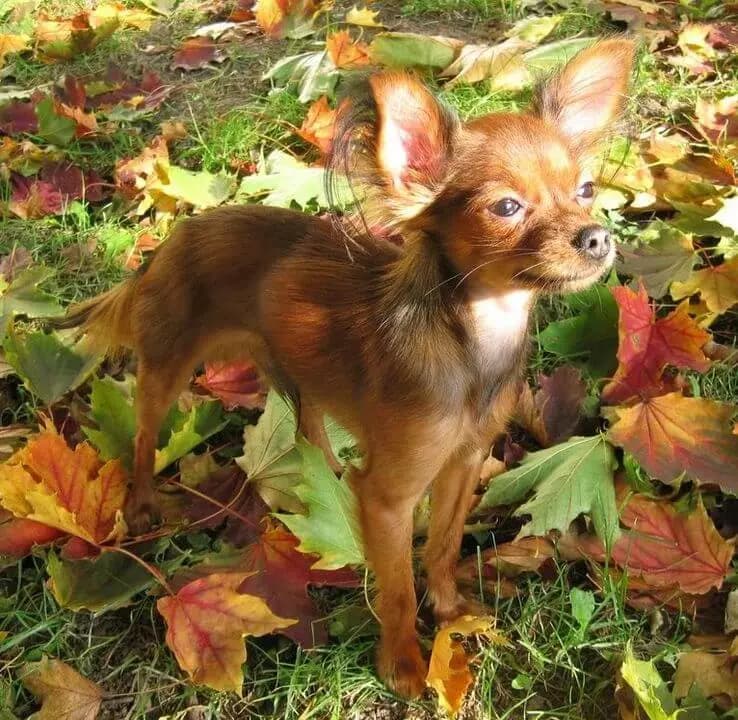 俄罗斯玩具犬 – 狗品种