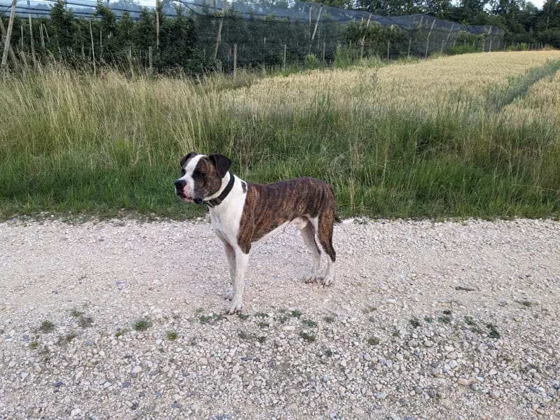 Hegau Bulldog's gallery image 4