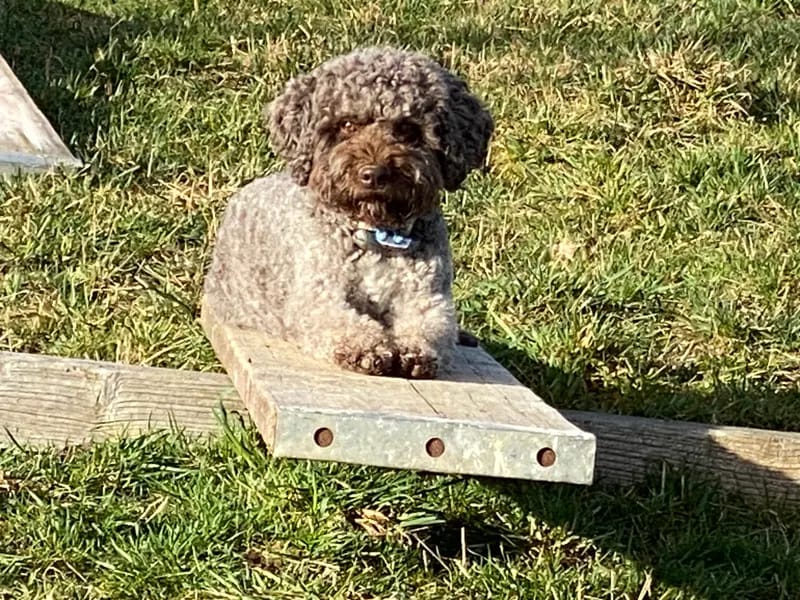 Lola AWENASAS DOGS gallery image 2