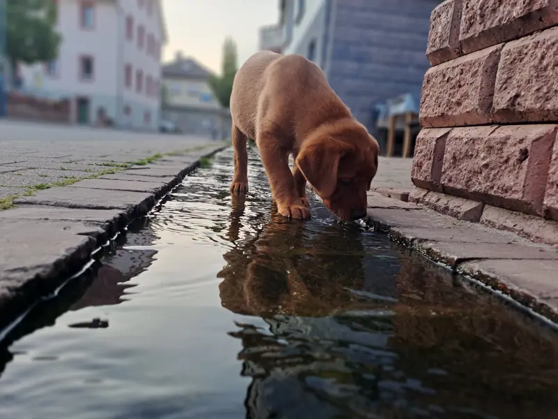 Labradore vom Reichartshäuser Hof – Labrador Retriever – Bild 4
