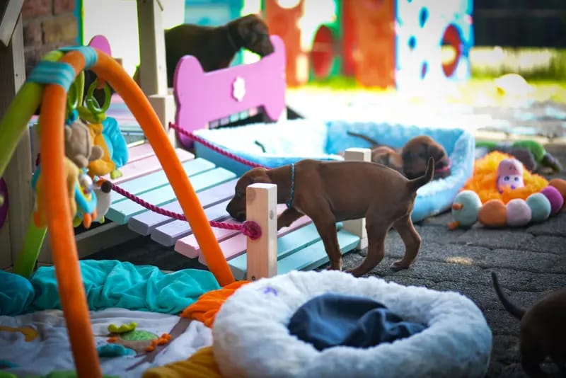 Mapacha Kalles Rhodesian Ridgeback gallery image 3