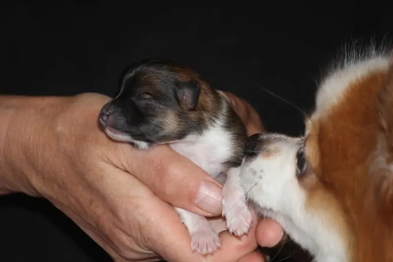 Kleinspitze v. d Schüpfer Zwergen und Langhaar Schäferhunde von den Schüpfer Hexen gallery image 2