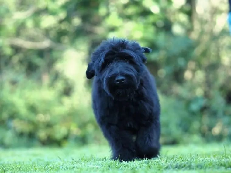 Schwarzer russischer Terrier FCI gallery image 3
