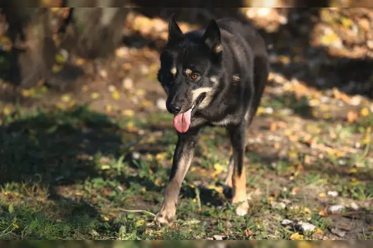 Wolf – Schäferhund-Mix – Photo 3