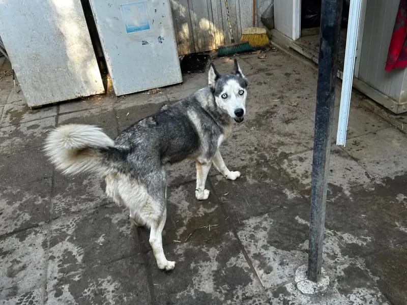 Freya – Husky – Zdjęcie 2