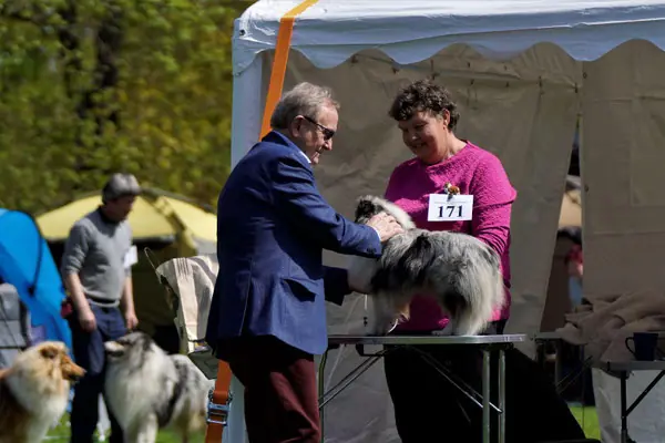 Platero Primus Lara – Shetland Sheepdog – Foto 3