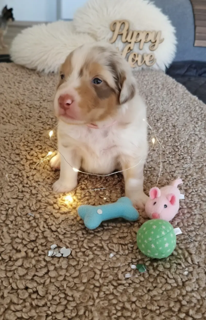 Ilyas – štěně Australian Shepherd – Foto 2