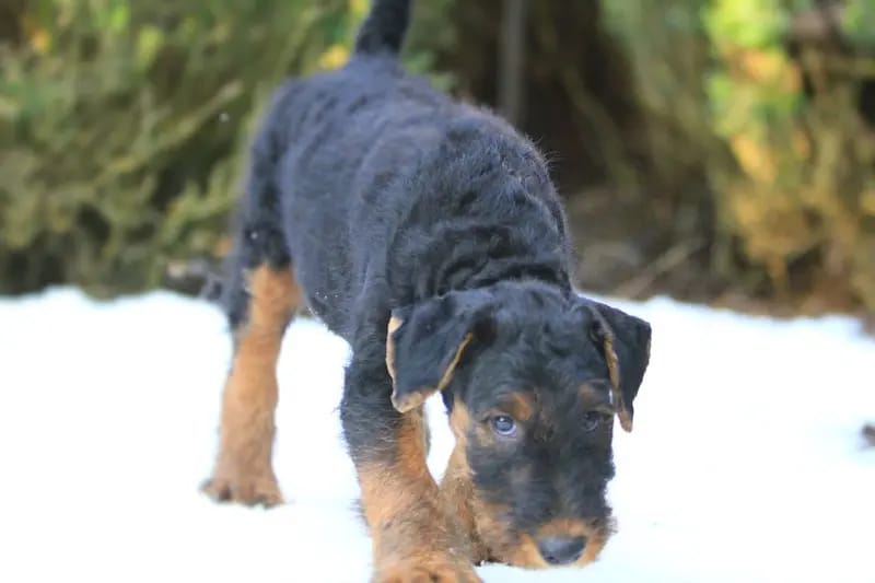 Airedale Terrier - Welpen – جرو Airedale Terrier – صورة 4