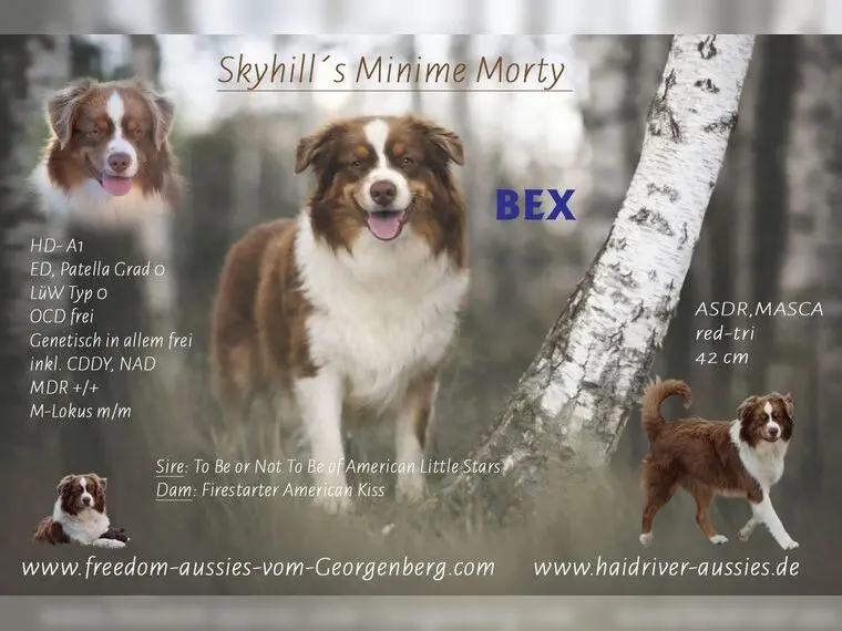 Deckrüde – Australian Shepherd – Foto 2