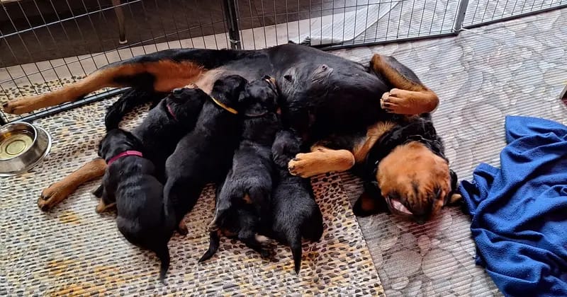 Rottweiler vom Alten Zollhaus gallery image 3