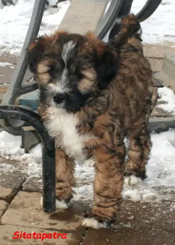 Kirsei-Kra Sitatapatra "Vergeben" – Tibet Terrier hvalp – Billede 3