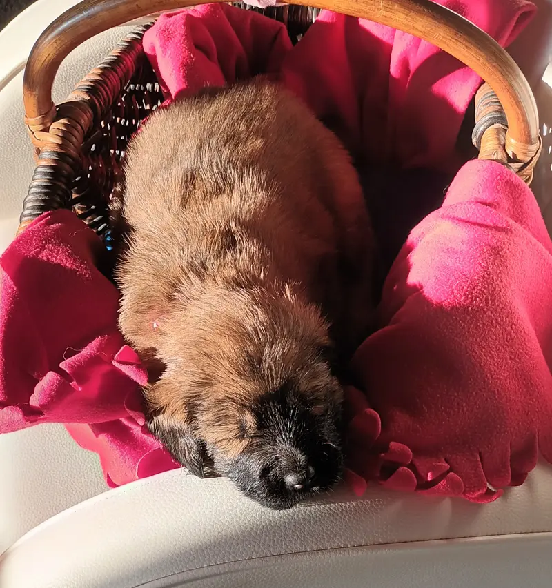 Bella – Cucciolo di Tibet Mastiff – Foto 3