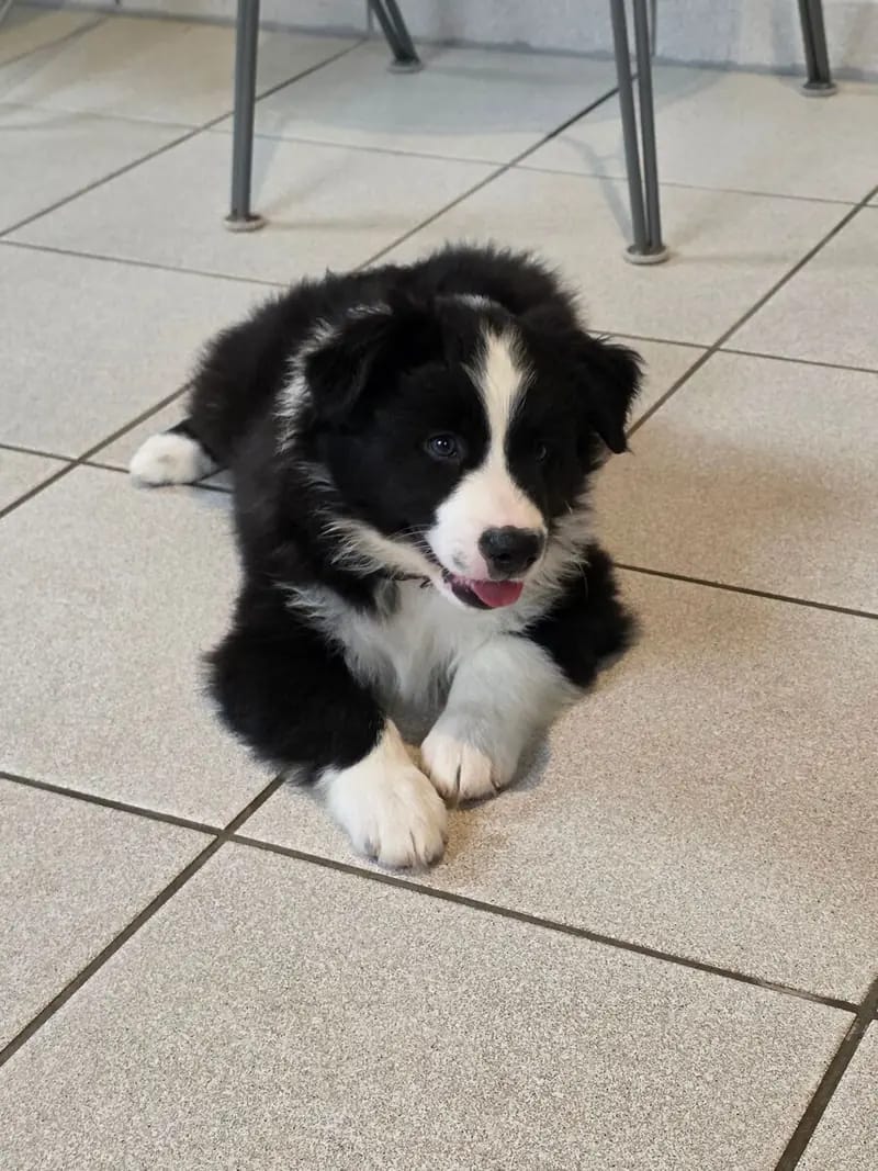 Australian Shepherd Welpe – Bild 2