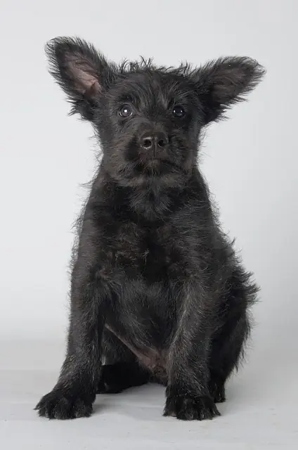 Hasenhirsch Jos – Bouvier des Ardennes – 图片 3