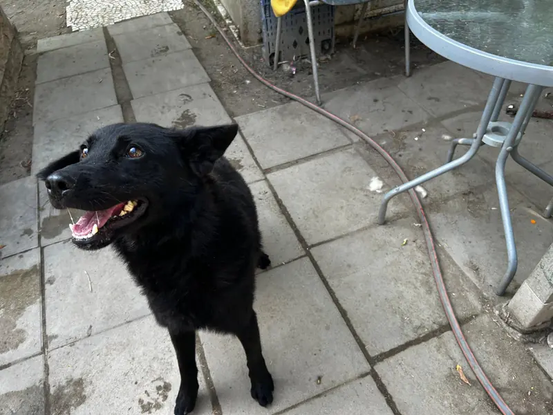 Dodo – Mischling (Schäferhund-Mudi?) – Foto 2