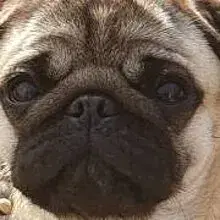 Sunshine Pug