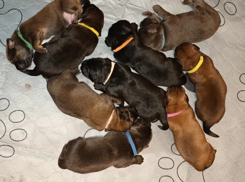 Hundezucht von dem grünen Felde – Tibet Mastiff – Zdjęcie 4
