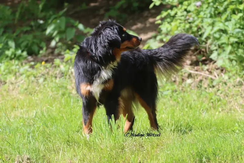 Monet (Ragnar) of Witch's Castle – Australian Shepherd – صورة 3