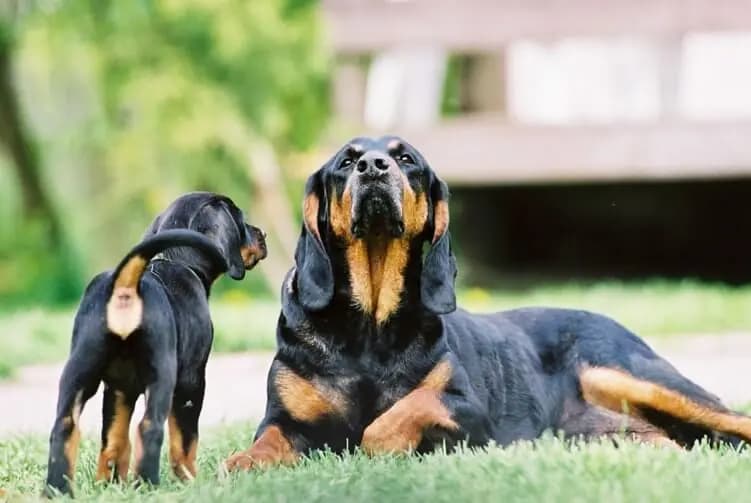 Black and Tan Coonhound – Hunderasse