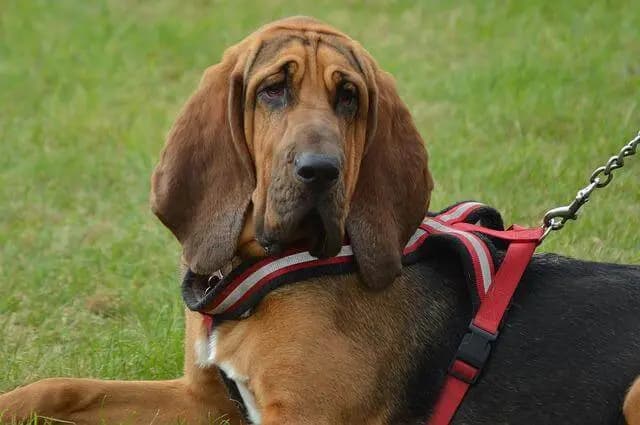 Bloodhound – Hunderasse