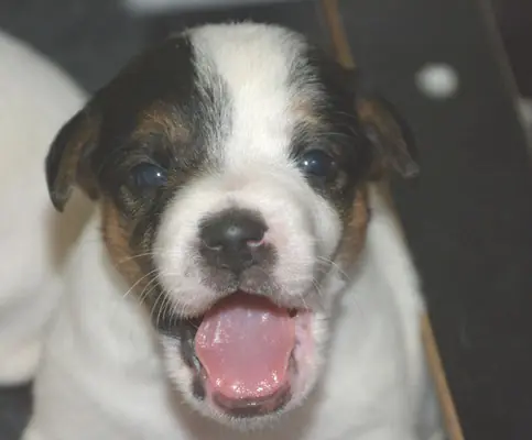 Outlaw Hooligan – Parson Russell Terrier – Foto 2
