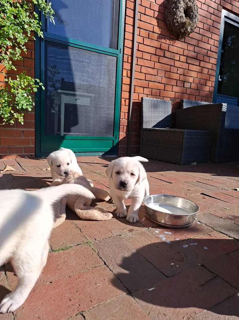 Mädchen rotes Halsband – Labrador Retriever Welpe – Bild 4