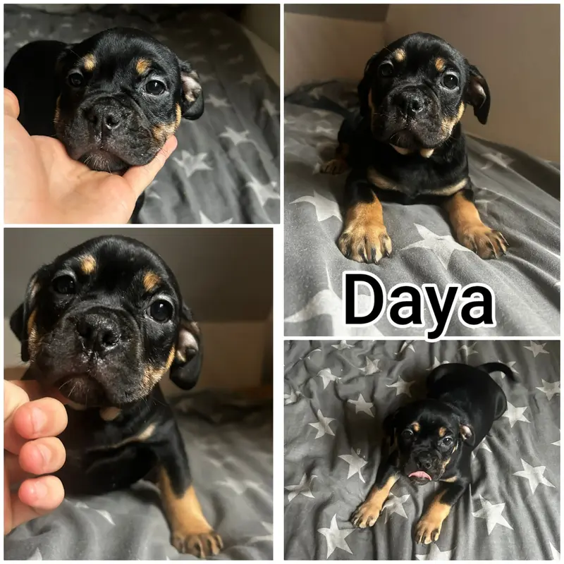 Daya – štěně Old English Bulldog – Foto 2