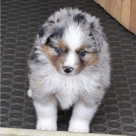 Larry – Australian Shepherd – Foto 2