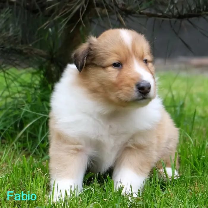 Fabio gallery image 2