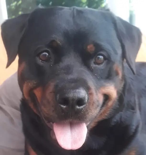 Rottweiler von der Strahlenburg gallery image 4