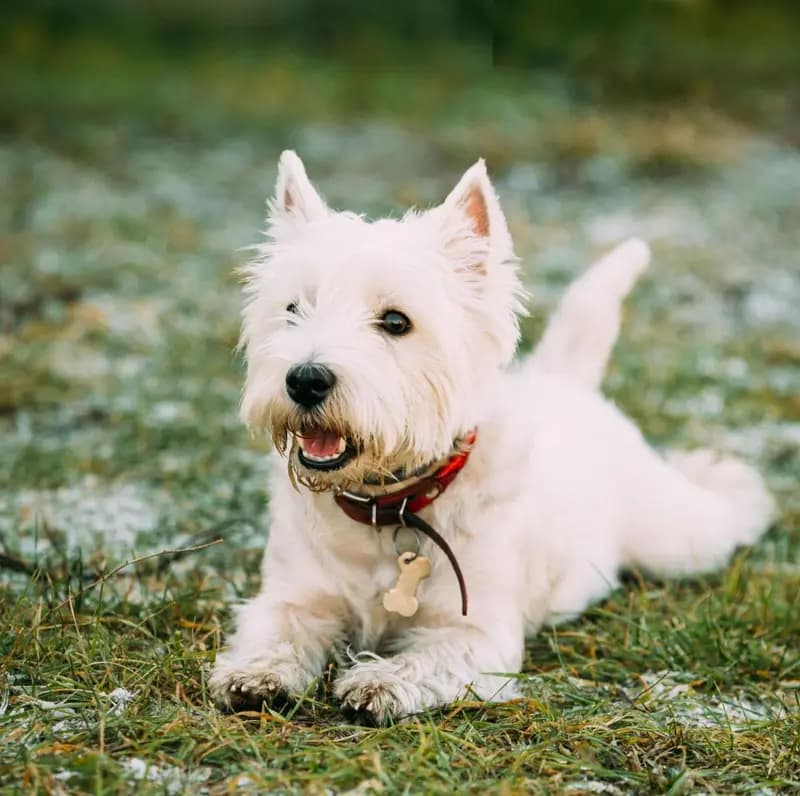 West Highland White Terrier – Hunderasse
