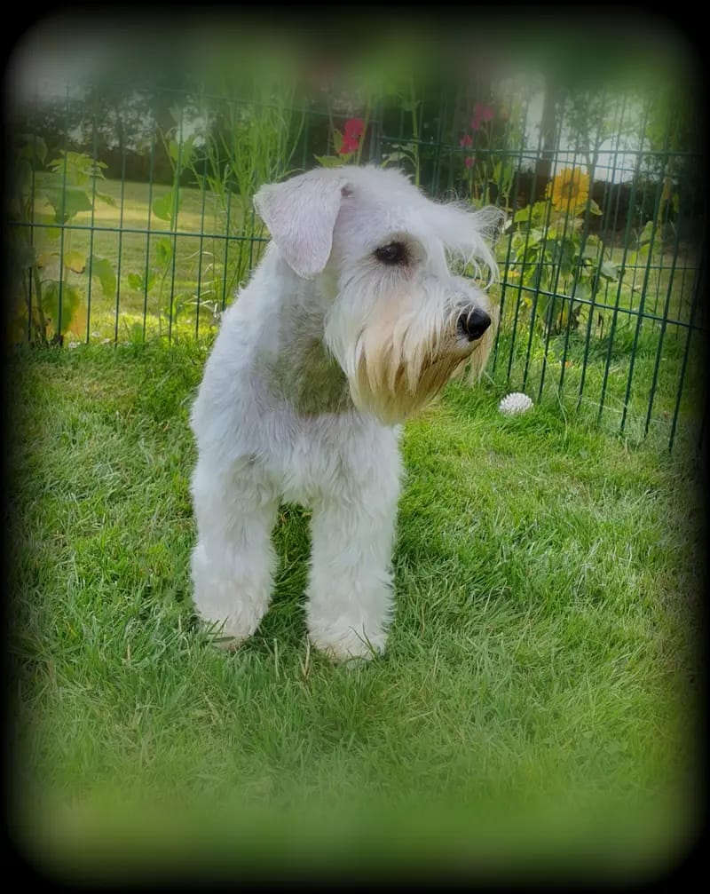 Ronja vom Müllerhof gallery image 3