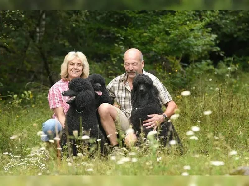 Beaux chiens de Coste