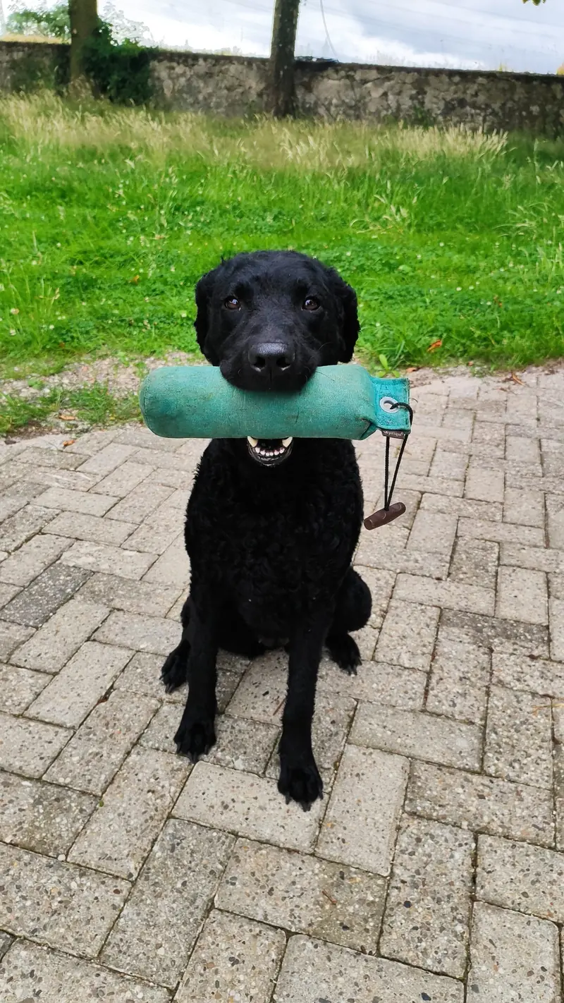 Heartway's Endless High Love – Curly Coated Retriever – صورة 3