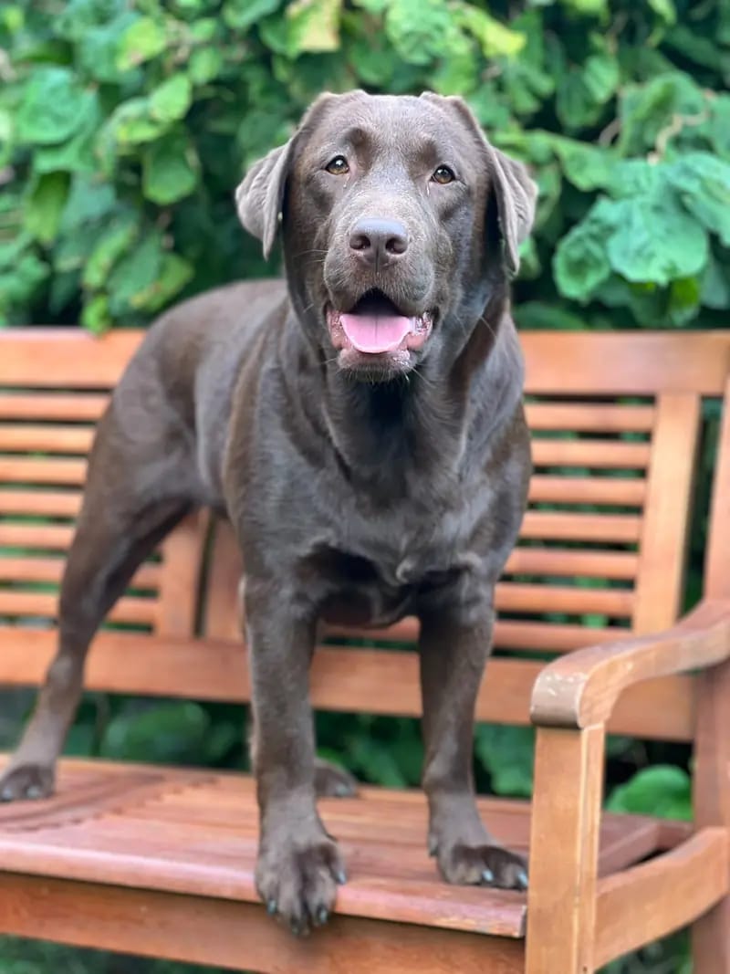 Inka For Ever Infinity Lorek – Labrador Retriever – Photo 3